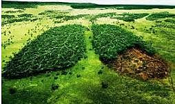 insendio forestal del amazonas