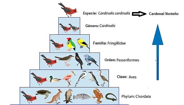 Surgimiento de la Taxonomía