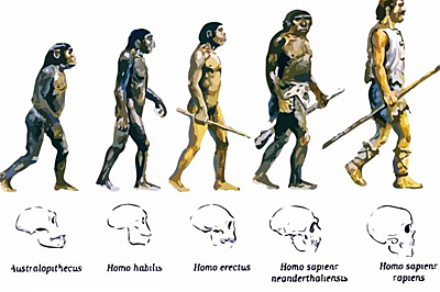 Teoria de la evolucion