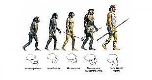 Teoría de la evolución