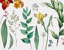 Magnificacion botanica