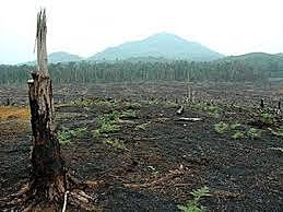 Deforestación De La Selva