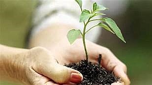 EL Efecto Invernadero Articial