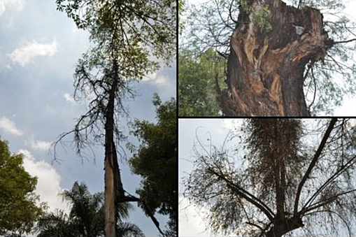 1200 BCE Albertus Magnus primer patógeno vegetal