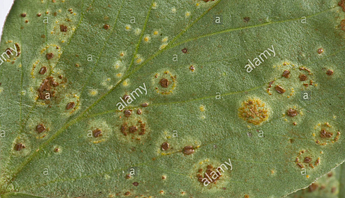 Eventos relacionados con brotes de enfermedad