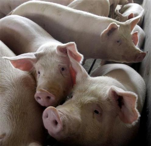 The Pure Food and Drug Act