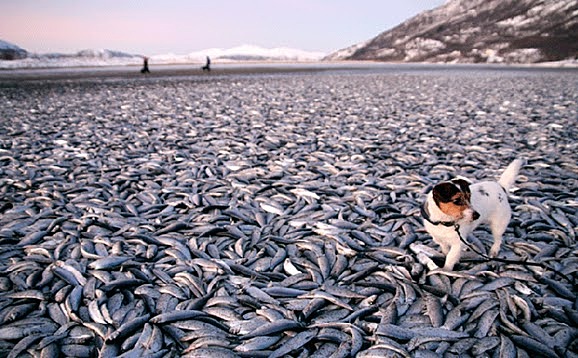 Vertidos ilegales de residuos tóxicos, en Somalia