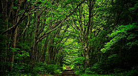 Timeline: 10 conflictos ambientales mas grandes del planeta