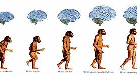 Timeline: Evolución