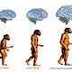 La evolución del hombre