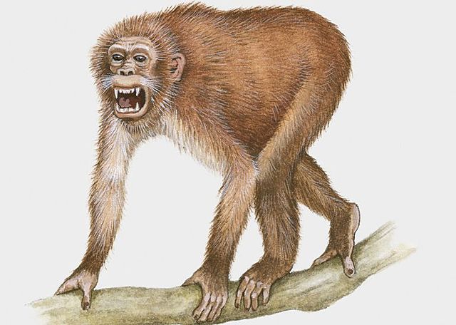 Pliopithecus