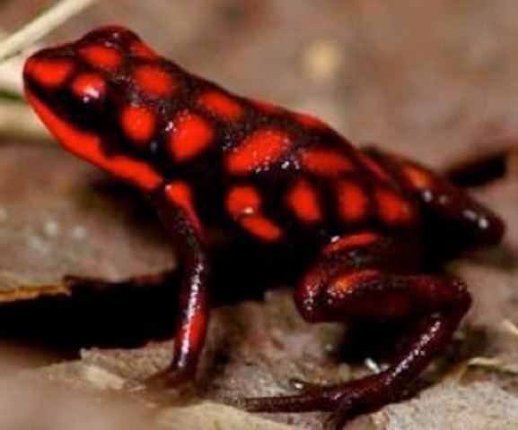 Endangered Species Conservation Act