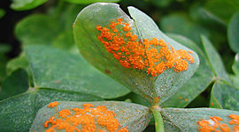 Timeline: HISTORIA DE LA FITOPATOLOGIA                   -Blanco Leidy_UNAD