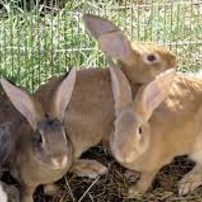 Timeline: Historia de la Cunicultura