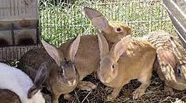 Timeline: Historia de la Cunicultura