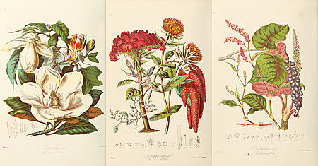 Real Expedición Botánica