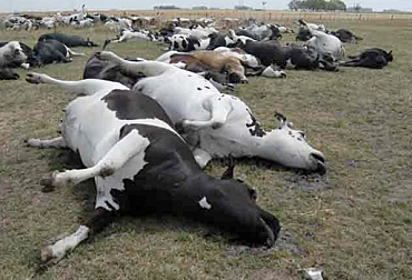 Robert Koch - ántrax