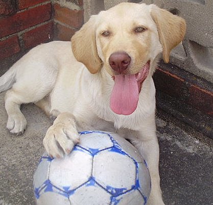 Mi primera mascota :,v