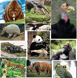 Extinción de Animales