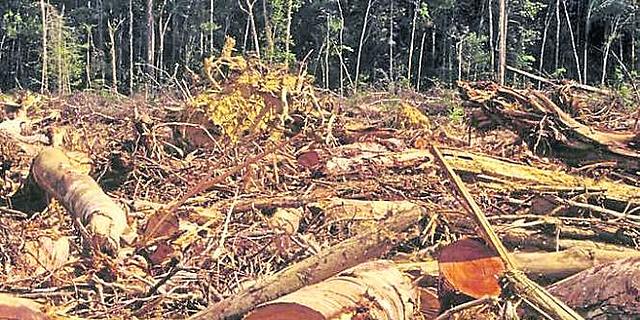 Deforestacion ambiental