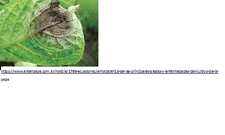 La gota de la papa en hojas