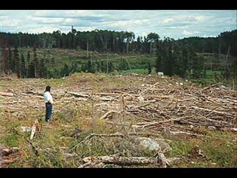 Tala y Quema de bosques