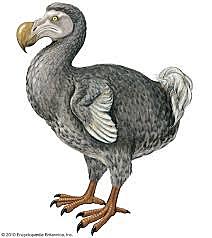DODO (Raphus cucullatus)