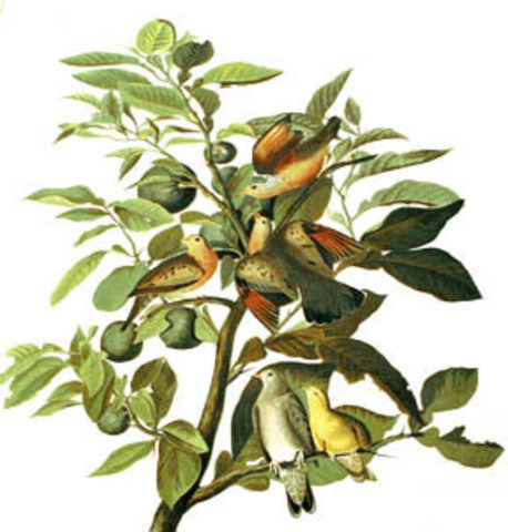 The Dawn of American Ecological Achievement