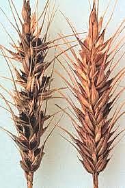 Primeros estudios en esporas de hongos