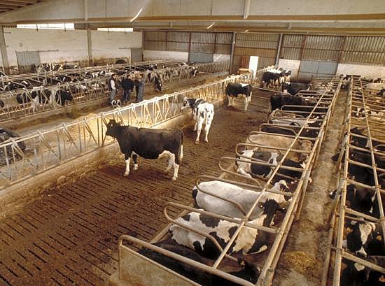 La ganaderia intensiva