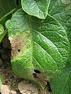 El tizón tardío de la papa (Phytophthora infestans)