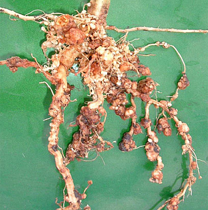 Epocas Remotas (1.200 A.C)