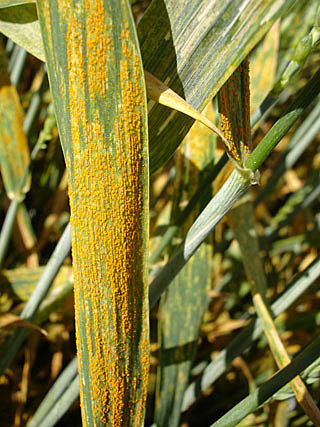 en el siglo XVII cuando las enfermedades de las plantas cobran importancia en Europa,