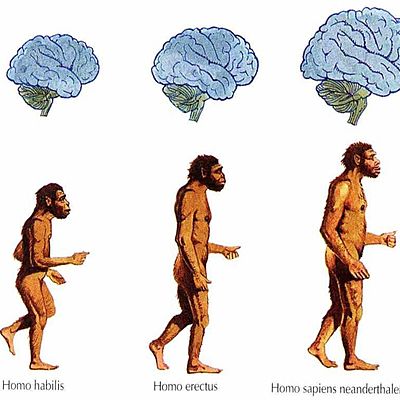 Timeline:  teoria de la evolucion