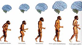 Timeline:  teoria de la evolucion