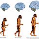Evolución humana 2
