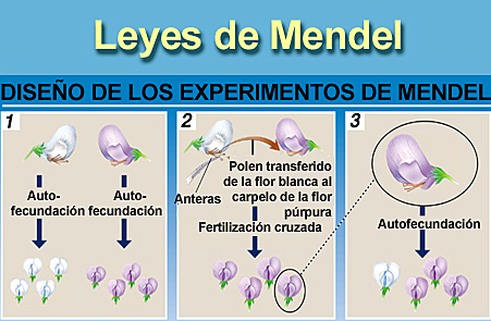 LEYES DE MENDEL