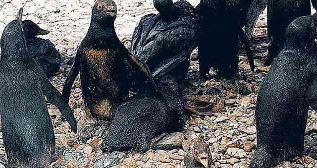 PINGUINOS EN PELIGRO POR PETROLEO