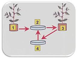 Postulados de Koch. Estos postulados se han tomado como referencia que describe la etiología de todos los agentes causantes de una enfermedad infecciosa