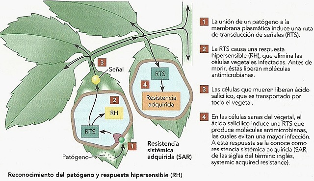 Explicación  sobre la fisiologia de las enfermedades de las plantas.