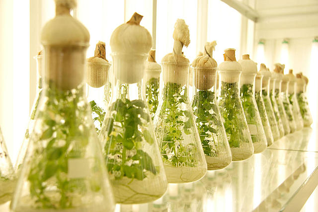 Inicio de la biotecnologia vegetal