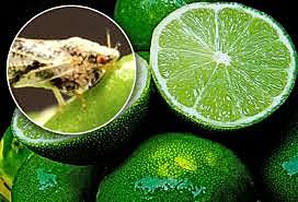 Aparece Huanglongbing HLB de loc citricos an America