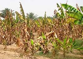 Emergencia en Colombia por Fusarium R4