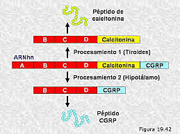 Desarrollo de un modelo para explicar la coevolución del sistema gen por gen