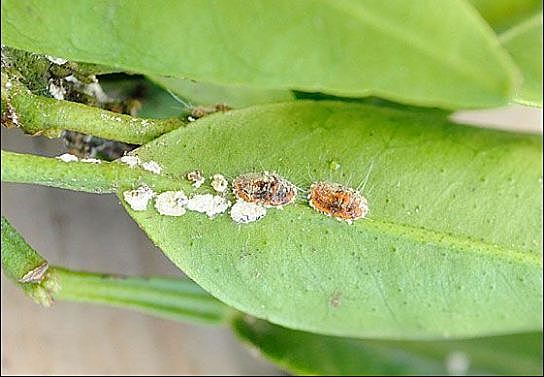 Brote De La Enfermedad De La Cochinilla Acanalada (Icerya purchasi Mask)