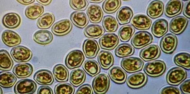 destruccion de esporas