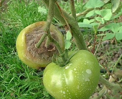 Brote de la Enfermedad Botrytis En El Tomate De Mesa.