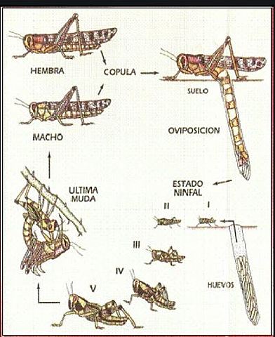 Brote De La Enfermedad De La Langosta.