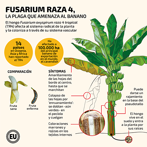 Fusarium R4- T en Colombia