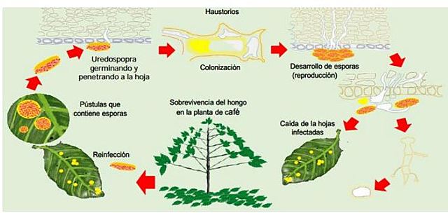 Brote De La Enfermedad De La Roya Del Café (Hemileia vastatrix)